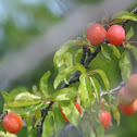 Chickasaw Plum