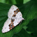 geoogde bandspanner  (Xanthorhoe montanata)