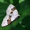 geoogde bandspanner  (Xanthorhoe montanata)