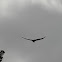 black vulture