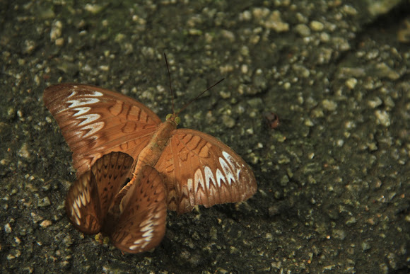 Spotting Image 1