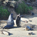 Elephant Seals