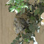 Purple Sunbird(Female)