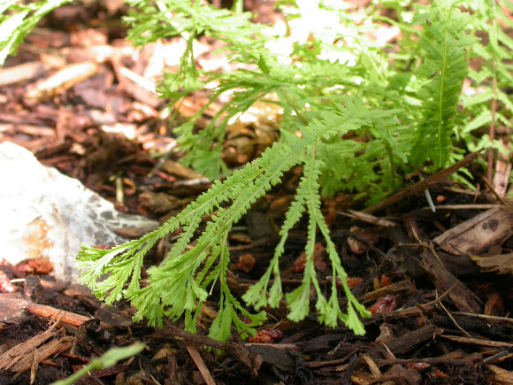 Spotting Image 1