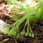 Fern