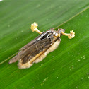 Cordyceps fungus