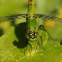 Eastern Pondhawk (female)