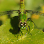 Eastern Pondhawk (female)