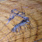 House centipede