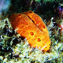 Spong