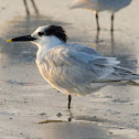 Sandwich Tern
