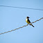 Western Kingbird