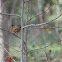 Eastern Towhee