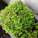 Club Moss