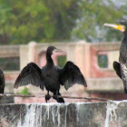 Cormorants