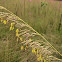 Lopsided Indiangrass