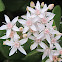 Jade Plant Blossoms