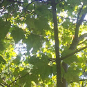 Mountain Maple