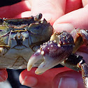 Purple Rock Crab