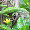 Carolina anole, green anole