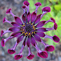 Osteospermum 'Whirligig'