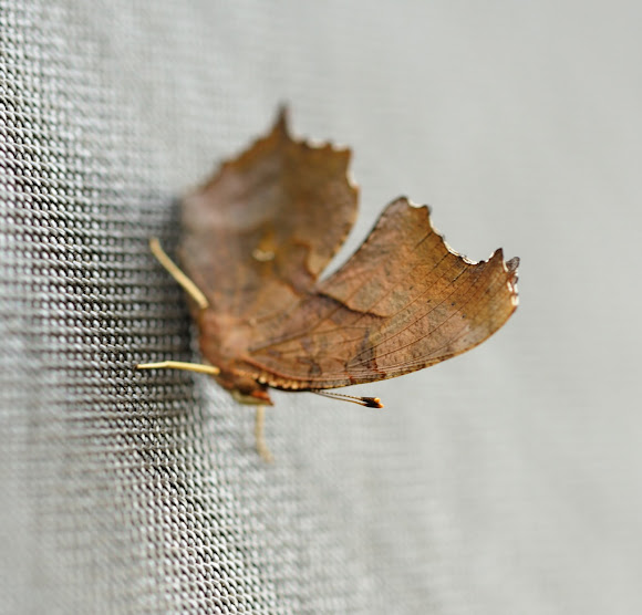 Spotting Image 1