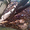 Southern Copperhead