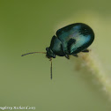 Flea beetle