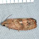 Filbertworm Moth