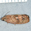 Filbertworm Moth