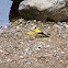 Golden Finch