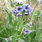 Cynoglossum creticum