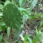 Texas Prickly Pear