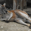 Red Kangaroo