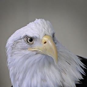 by Liz Rosas - Animals Birds ( bald eagle, head, close up, close-up )