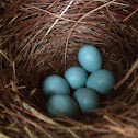 Eastern Blue Bird