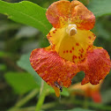 Orange Jewelweed