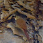 Arapaçu-rajado (Lesser Woodcreeper)