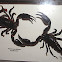 Scorpions (preserved)