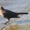 Brewer's Blackbird (female)