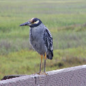 Yellow Crowned Night Heron