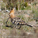 Hoopoe; Abubilla