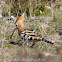Hoopoe; Abubilla