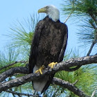 Bald Eagle