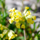 Hohe Schlüsselblume, True oxlip