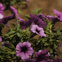 Ray™ Purple Vein Petunia hybrid (Proven Winners)