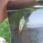 Pine Tree Cricket