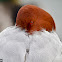 Common Pochard