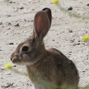 Audubon's Cottontail