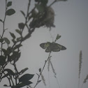 Unknown spotting